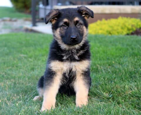 Rolo German Shepherd