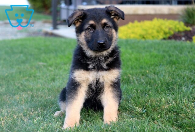 Rolo German Shepherd image