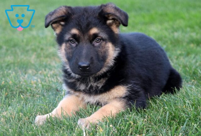 Rolo German Shepherd2 image