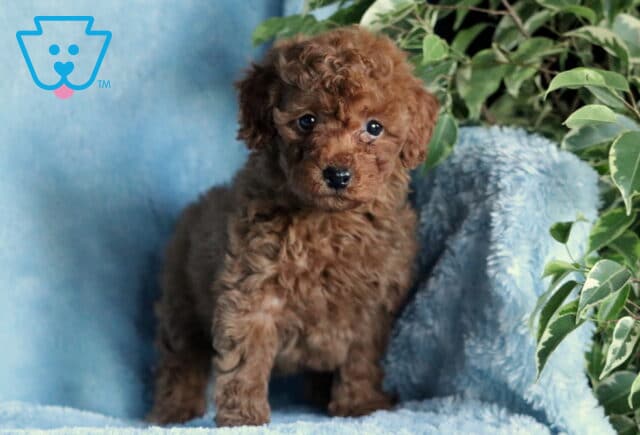 Rolo Mini Poodle image