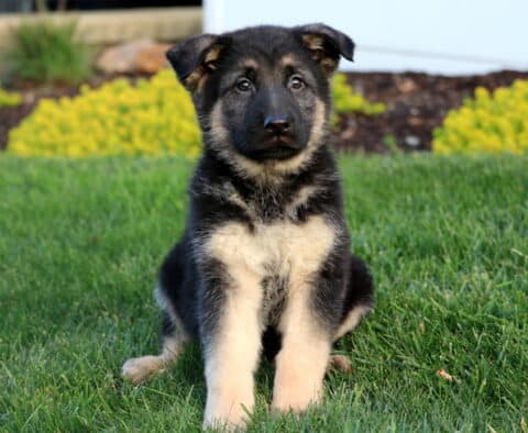 Rosco German Shepherd