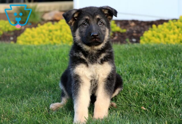 Rosco German Shepherd image