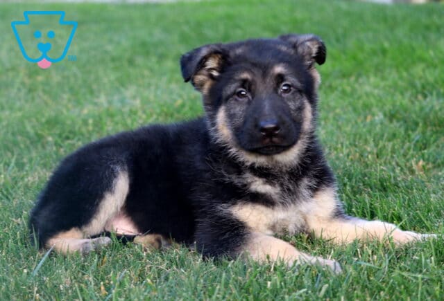 Rosco German Shepherd2 image