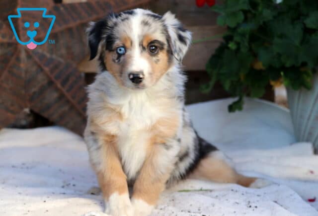 Rosie Mini Aussie image