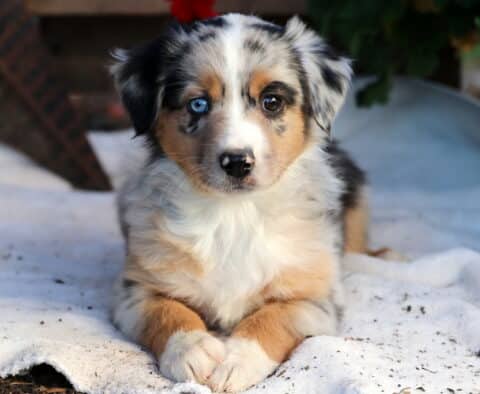 Rosie Mini Aussie2