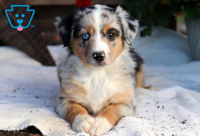 Rosie Mini Aussie2 image