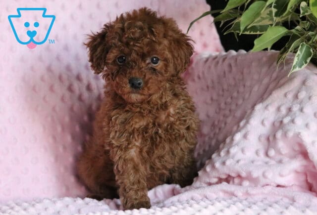 Rosie Mini Poodle image