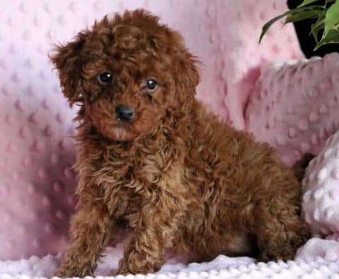 Rosie Mini Poodle2