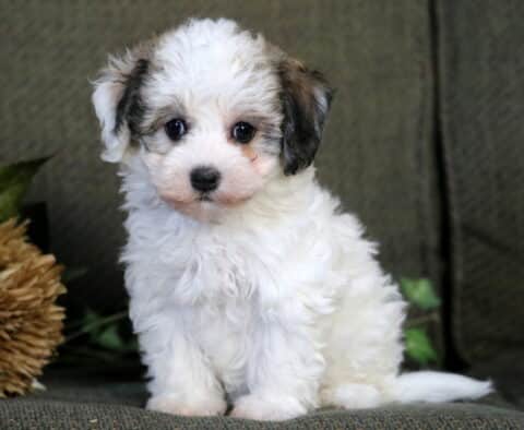 Roxanne Havanese
