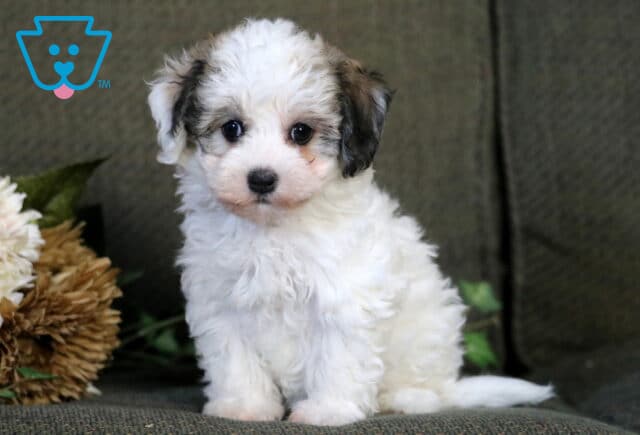 Roxanne Havanese image