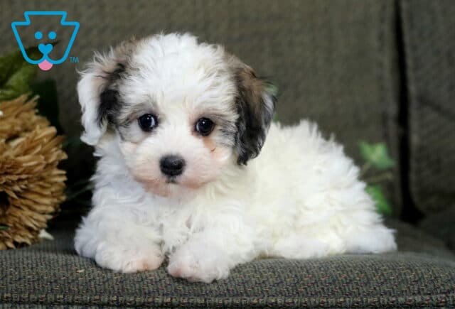 Roxanne Havanese2 image