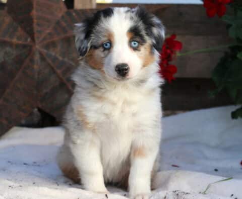 Roxy Mini Aussie