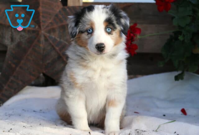 Roxy Mini Aussie image