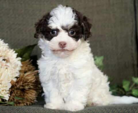 Brown and white Havanese puppy sitting on a green couch beside soft flowers, looking curiously at the camera with a fluffy coat and bright round eyes.