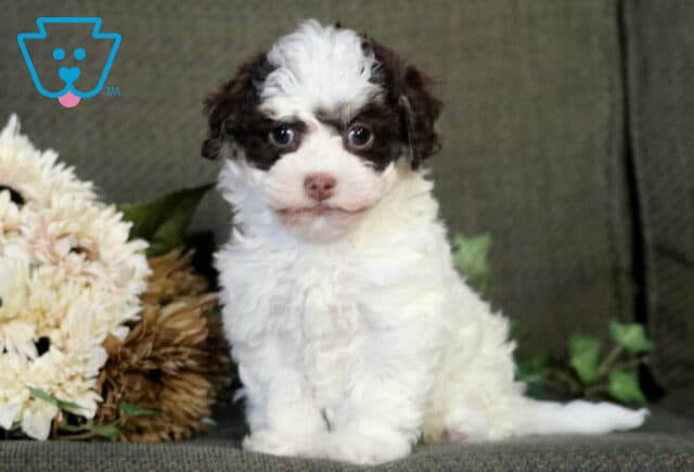 Royal Havanese image