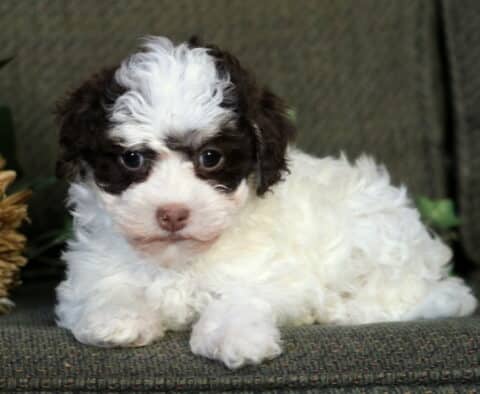 Royal Havanese2