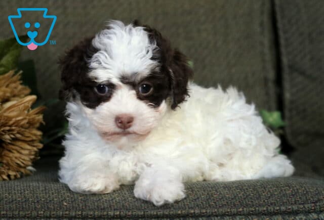 Royal Havanese2 image