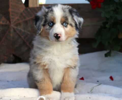 Royal Mini Aussie