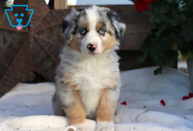 Royal Mini Aussie image