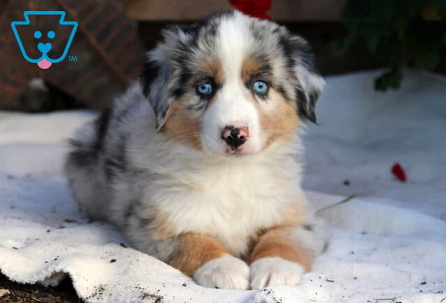 Royal Mini Aussie2 image