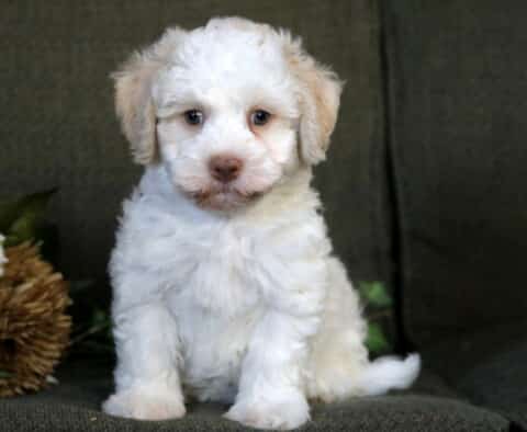 Rubble Havanese