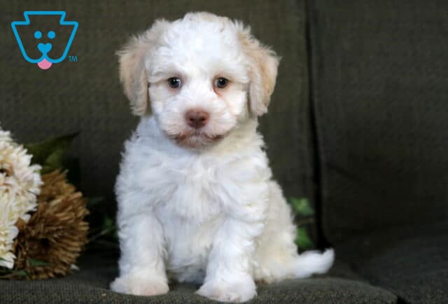 Rubble Havanese image