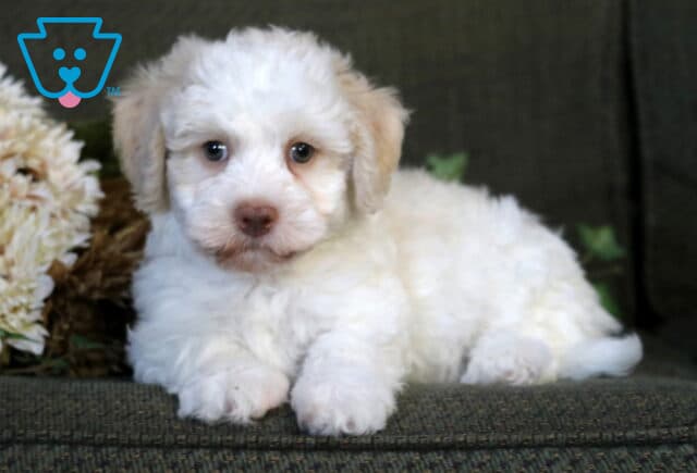 Rubble Havanese2 image