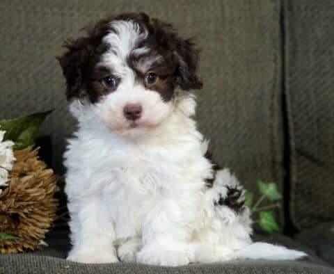 Ryder Havanese
