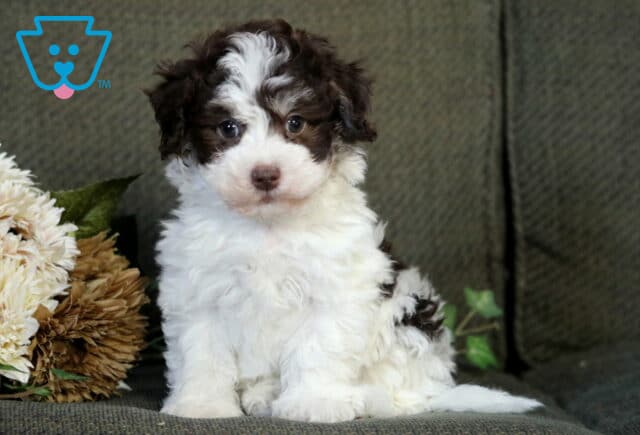 Brown and white Havanese puppy sitting on a green couch beside tan flowers, looking sweetly at the camera with a soft curly coat and bright expressive eyes. image