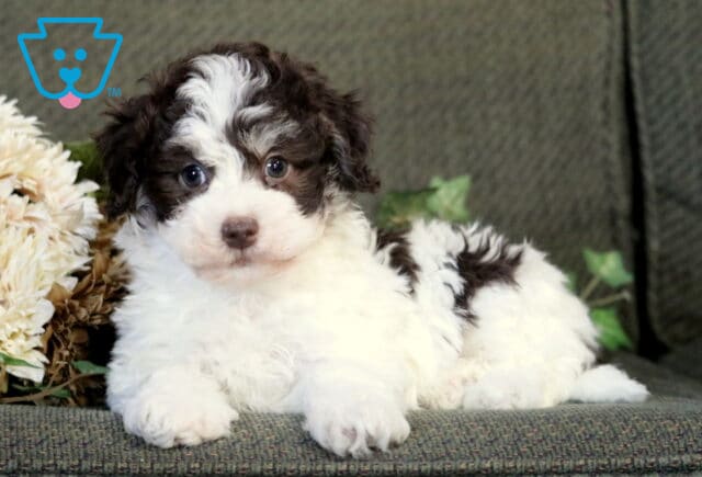 Brown and white Havanese puppy lying on a green couch beside light flowers, gazing softly at the camera with curly fur and bright, gentle eyes. image