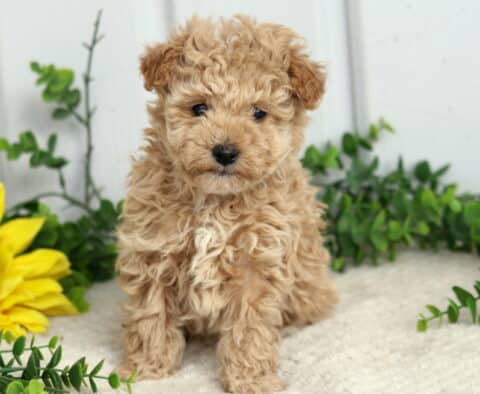 Sailor Toy Poodle