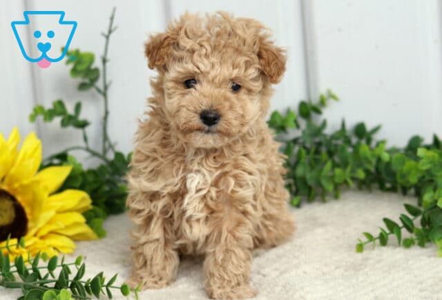 Sailor Toy Poodle image