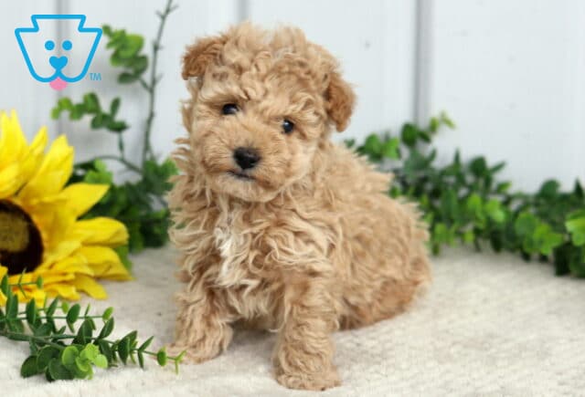 Sailor Toy Poodle2 image