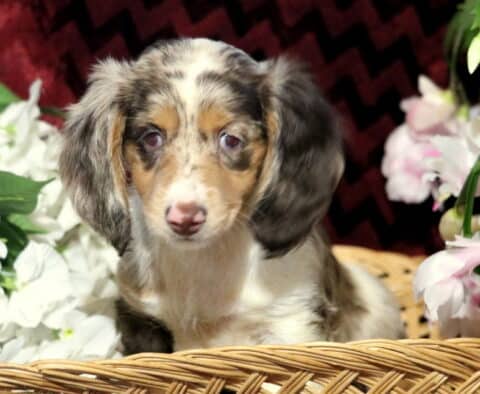 Long-haired dapple Mini Dachshund puppy with soft brown, cream, and gray markings sitting in a wicker basket surrounded by white and pink flowers, looking sweetly at the camera with floppy ears.