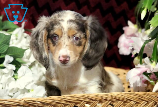 Long-haired dapple Mini Dachshund puppy with soft brown, cream, and gray markings sitting in a wicker basket surrounded by white and pink flowers, looking sweetly at the camera with floppy ears. image