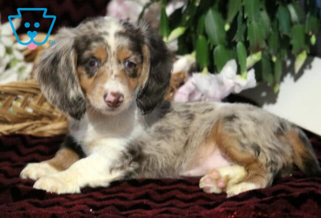 Long-haired dapple Mini Dachshund puppy lying on a dark red blanket with a wicker basket and soft pink flowers in the background, showing off its fluffy coat and gentle brown eyes. image
