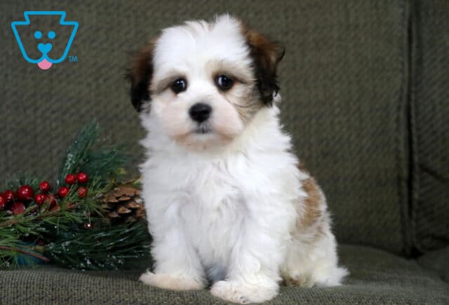 Sassy Havanese image