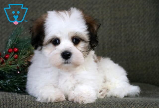 Sassy Havanese2 image