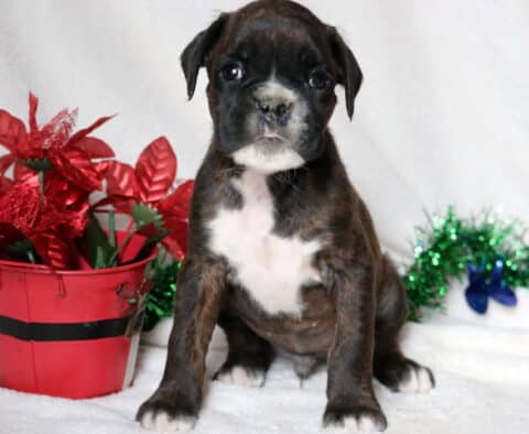 Dark brindle Boxer puppy with a white chest sitting on a white blanket beside a red holiday bucket decorated with shiny red flowers and green garland.