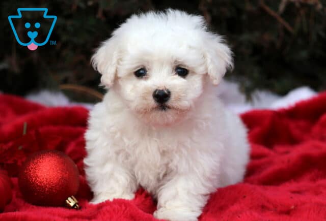 Scooby Bichon image