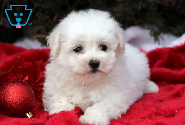 Scooby Bichon2 image