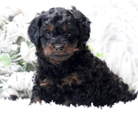 Scooby Cavapoo