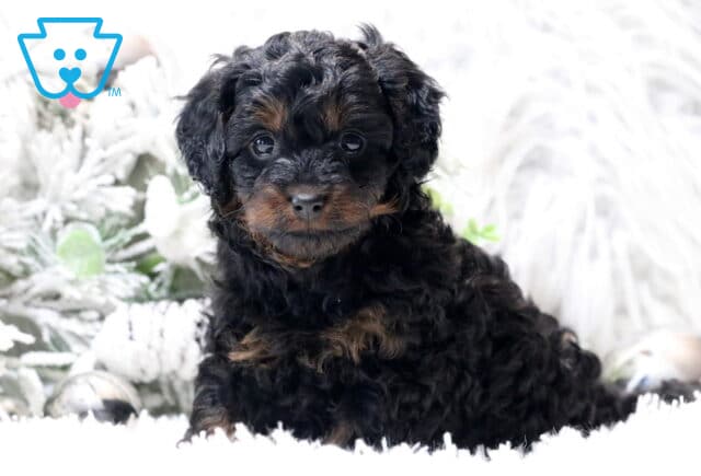 Scooby Cavapoo image