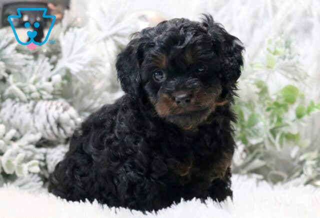 Scooby Cavapoo2 image