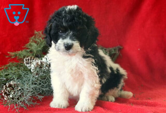 Scottie COckapoo image