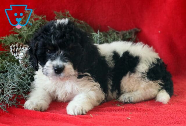 Scottie COckapoo2 image