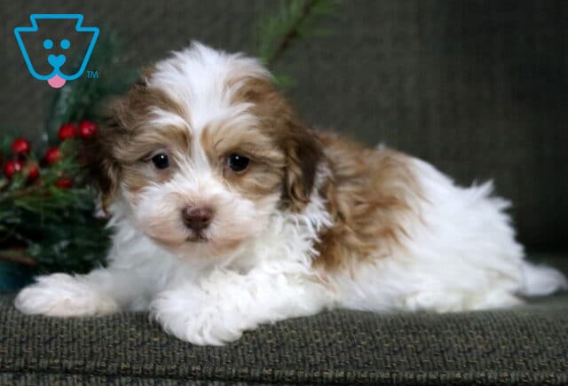 Scotty Havanese image