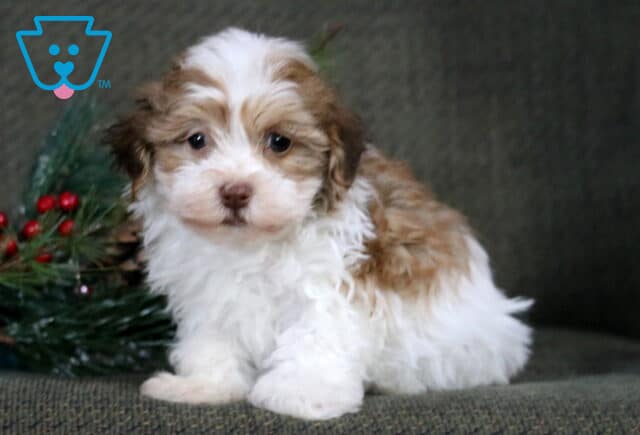 Scotty Havanese2 image
