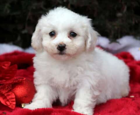 Scrappy Bichon