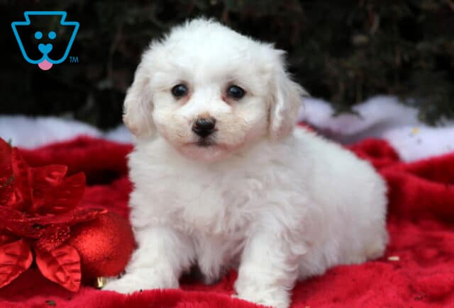 Scrappy Bichon image